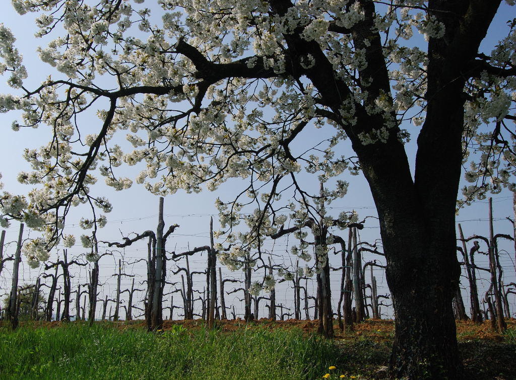 Agriturismo Domus Rustica 콜몬스 외부 사진